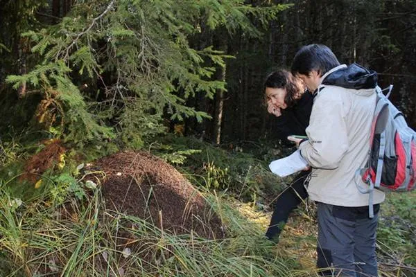 Di Bulgaristanê de lêkolîna salane ya ser pîrê reş dest pê dike