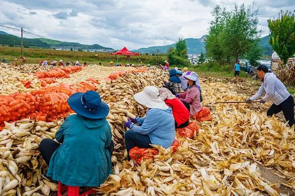 Venitul pe cap de locuitor al țăranilor din China a crescut cu 6%