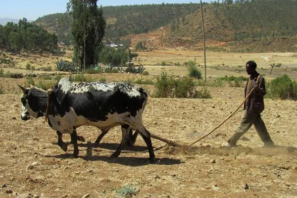 Ali: Ascensiunea Africii prinde formă în orașele și câmpiile noastre