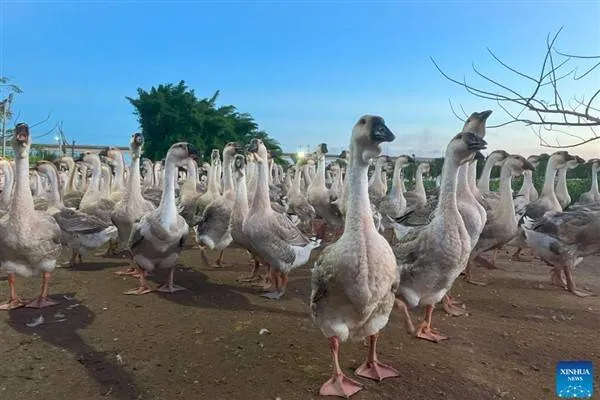 Chinese Students Develop AI Program to Treat Sick Ducks with Lion Heads