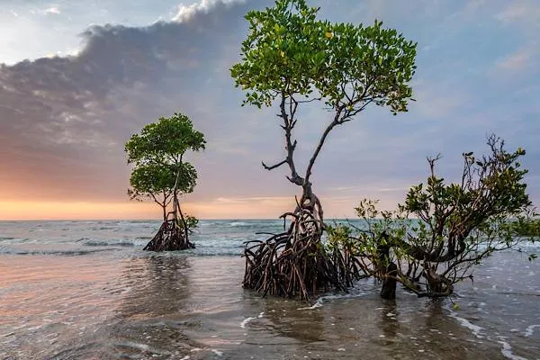 UNESCO calls for greater awareness to protect mangrove ecosystems