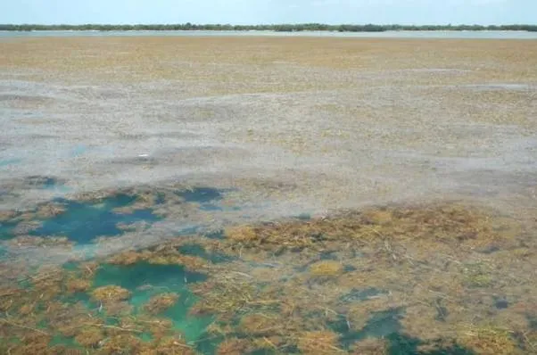Zanistvan li ser tevî cîhanê li ser zêdebûna giyayên deryayê hişyar dikin