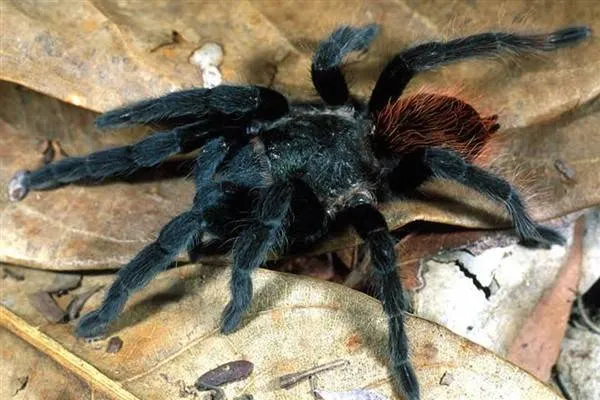 Gumrûkçiyên Almanyayê di pakêtê şokolatê de 1500 tarantula dîtin