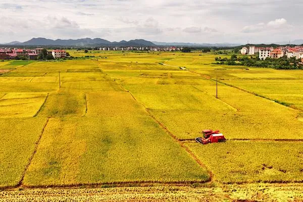Recolta de cereale de vară din China a depășit pentru prima dată 150 de milioane de tone