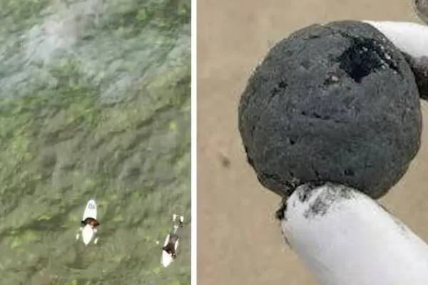 Tar balls washed ashore in Sydney cause closure of 7 beaches