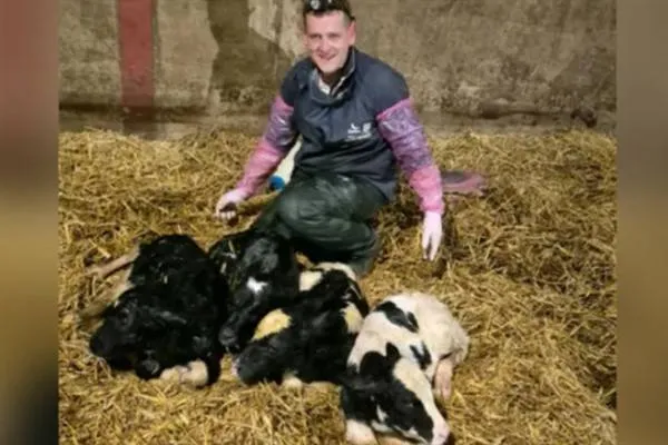 A cow in England gave birth to four calves in a 'one in 11 million' rare birth