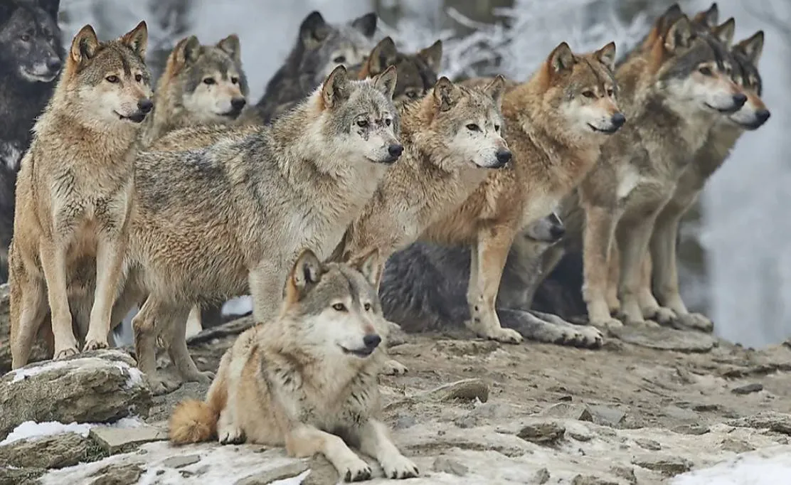 Bern Convention: EU will propose changing the conservation status of wolves