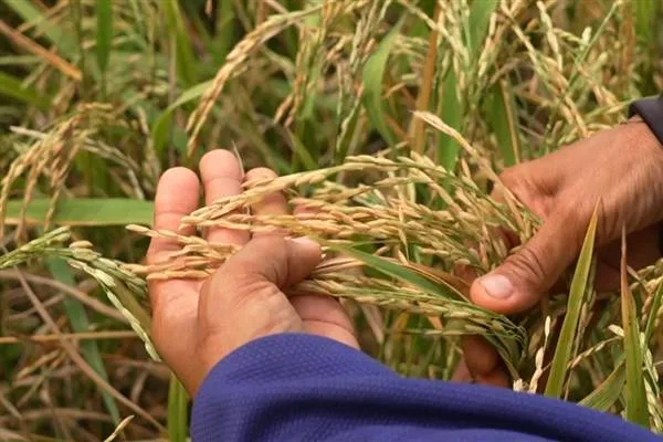 תאילנד מתכוונת להגביר את ייצוא האורז לסין